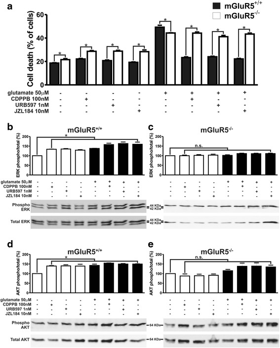 CDPPB, URB597 and JZL184 treatment are unable to activate ERK1/2 and AKT and promote neuroprotection of mGluR5−/− neurons. a Graph shows cell death levels of corticostriatal neurons from either mGluR5+/+ or mGluR5−/− embryos that were either untreated (−) or treated (+) with 50 μM glutamate, 100 nM CDPPB, 1 nM URB597 and 10 nM JZL184 for 4 h. Data represent the means ± SEM of four independent experiments. * indicates significant difference as compared to matched treated mGluR5+/+ neurons (p <0.05). Shown are representative immunoblots for phospho- (upper panel) and total-ERK1/2 expression (lower panel) and graphs depicting the densitometric analysis of phospho-ERK1/2 normalized to total- ERK1/2 expression in primary cultured corticostriatal neurons from either mGluR5+/+ (b) or mGluR5−/− (c) embryos that were either untreated (−) or treated (+) with 50 μM glutamate, 100 nM CDPPB, 1 nM URB597 and 10 nM JZL184 for 7.5 min. Also shown are representative immunoblots for phospho- (upper panel) and total-AKT expression (lower panel) and graphs depicting the densitometric analysis of phospho-AKT normalized to total-AKT expression in primary cultured corticostriatal neurons from either mGluR5+/+ (d) or mGluR5−/− (e) embryos that were either untreated (−) or treated (+) with 50 μM glutamate, 100 nM CDPPB, 1 nM URB597 and 10 nM JZL184 for 7.5 min. 100 μg of cell lysate was used for each sample. Data represent the means ± SEM of four independent experiments. n.s. indicates not significant and * indicates significant difference as compared to untreated neurons (p <0.05)