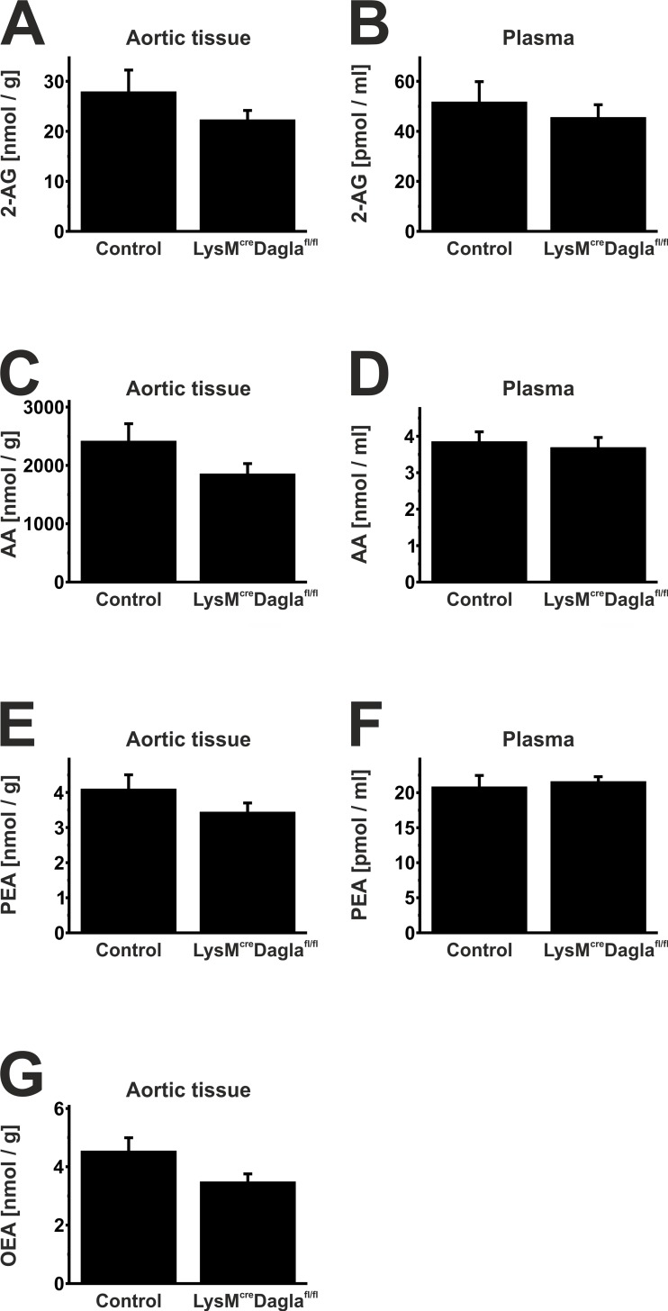 Endocannabinoid levels in plasma and aortic tissue.Endocannabinoid levels were measured in plasma and aortic tissue of both control mice and Dagla-deficient mice by liquid chromatography-multiple reaction monitoring. Dagla-deficient mice showed a mild reduction in 2-AG levels (A, B). Levels of AA, PEA and OEA did not differ significantly between both groups (C-G). Data are presented as mean ± standard error of the mean; n = 10; p > 0.05. 2-AG, 2-arachidonoylglycerol; AA, arachidonic acid; cre, cyclisation recombination; Dagla, diacylglycerol lipase α; fl, flanked by loxP; OEA, oleylethanolamide; PEA, palmitoylethanolamide.