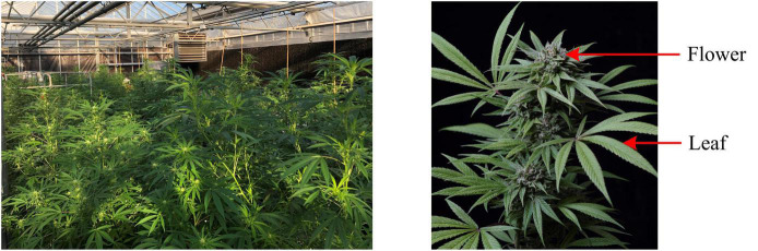 Hemp plants grown in a greenhouse (left), and flower and leaf for sampling (right).