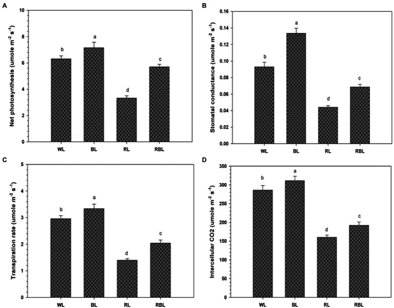 Effects of differential light quality on net photosynthesis (A), stomatal conductance (B), transpiration rate (C), and intercellular CO2 concentration (D) in industrial hemp grown under different color light-emitting diodes. Bars indicated the mean ± SD (n = 3). Different letters on bars indicated significant difference between treatments at p ≤ 0.05. Different abbreviations used in the figure are as follows: WL, white light LED (control); BL, blue light LED, RL, red light LED; RBL, 50% red and 50% blue Light LED.