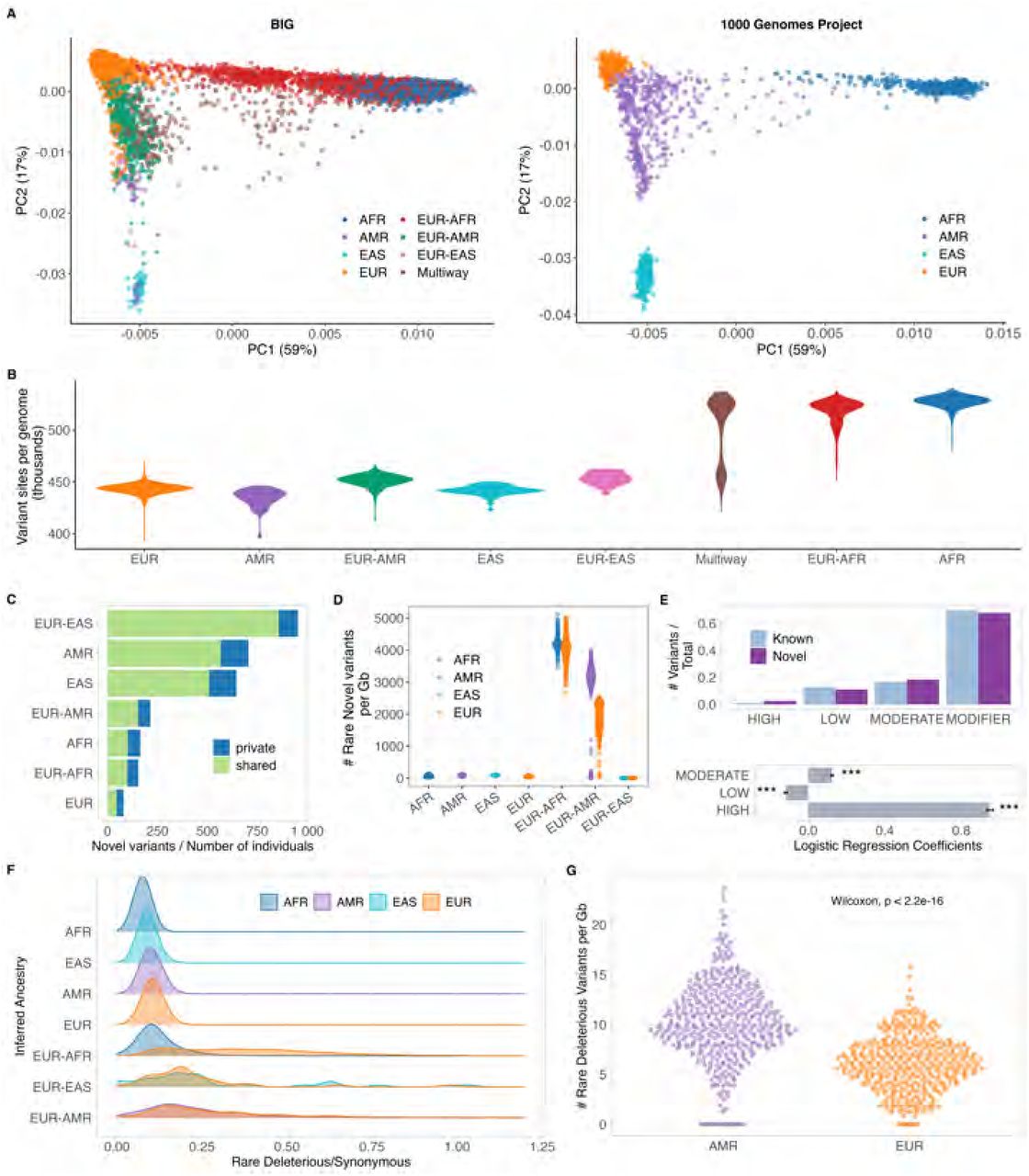 Genetic variability and genetic burden in the BIG cohort -(A) Joint principal component analysis of genetic data from individuals in the BIG and in the 1000 Genomes populations, represented separately for clarity. Colors represent inferred genetic ancestry. The first two principal components explain 76% of the variance captured by the first 20 PCs. (B) Number of variable sites per genome compared to the reference sequence as a function of inferred ancestry. (C) Estimate of the number of novel variants by individuals per ancestry with indication of variants private to the ancestry (D) Count of rare novel variants by ancestry segments. Individuals in admixed groups are represented twice (E) Proportion of known and novel variants across different impact categories. (F) Rare deleterious-to-synonymous variant ratio across inferred ancestries. The peaks and spreads of these distributions highlight variation in the frequency of deleterious mutations across ancestries, reflecting potential differences in genetic diversity, mutation load, and evolutionary pressures. (G) Count of rare deleterious variants in EUR-AMR admixed individuals, which have the highest deleterious-to-synonymous ratio. Variant counts are assigned based on the inferred ancestry of the genomic regions where they are found. This means individuals are counted twice: once for their AMR ancestry regions and once for their EUR ancestry regions.