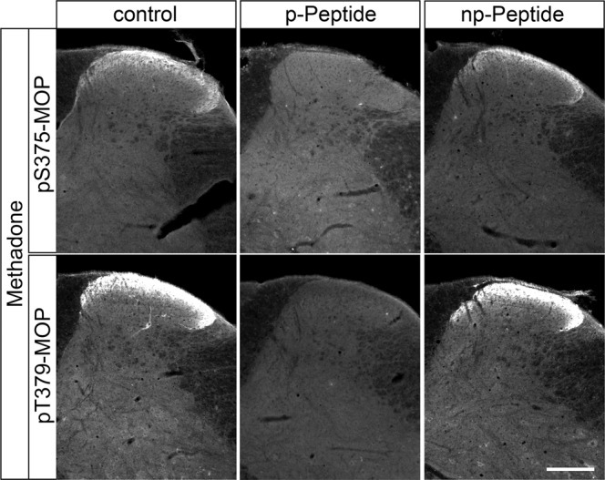 Peptide neutralization of agonist-induced MOP phosphorylation staining in the mouse spinal cord.Animals were treated with methadone for 30 min, transcardially perfused, fixed and stained in the presence of PPIs. Shown are confocal images of coronal sections of the spinal cord stained with phosphosite-specific antibodies pS375-MOP or pT379-MOP in the presence or absence of their immunizing peptides containing S375 or T379 in phosphorylated form (p-Peptide) or the corresponding non-phosphorylated peptide (np-Peptide). Note that phospho-MOP immunostaining was completely neutralized by excess of phosphorylated peptide but not of non-phosphorylated peptide. Scale bar = 250 µm.