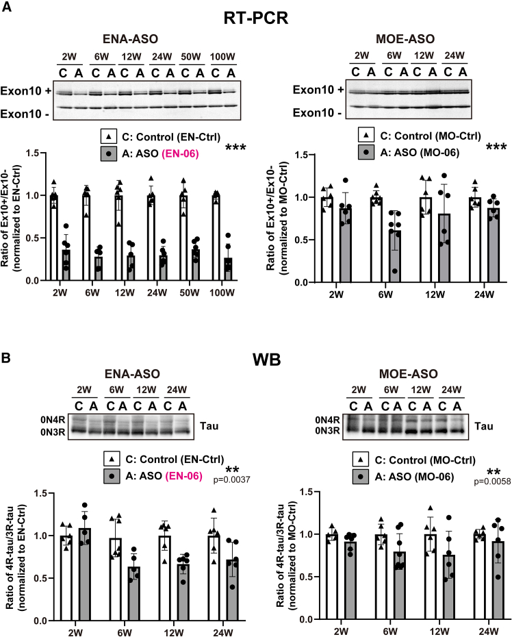 Comparison of potencies between ENA-ASO and MOE-ASO that target MAPT exon 10(A) Time course comparison of EN-06 and MO-06 effects of MAPT exon 10 skipping. Six-week-old hTau mice were injected via ICV with 50 μg of EN-Ctrl, EN-06, MO-Ctrl, or MO-06. The expression of the 4R-tau/3R-tau isoforms in the hippocampus were analyzed at 2, 6, 12, and 24 weeks post-injection by RT-PCR. A representative ENA-ASO gel image is shown in the left panel, and an MOE-ASO gel image is shown in the right panel. Band intensities were quantified and plotted (left graph - ENA-ASO; right graph - MOE-ASO). EN-Ctrl at 2 (n = 6), 6 (n = 6), 12 (n = 6), 24 (n = 6), 50 (n = 5), and 100 weeks (n = 5); EN-06 at 2 (n = 6), 6 (n = 6), 12 (n = 5), 24 (n = 6), 50 (n = 6), and 100 weeks (n = 6). MO-Ctrl at 2 (n = 6), 6 (n = 7), 12 (n = 6), and 24 weeks (n = 6); MO-06 at 2 (n = 6), 6 (n = 7), 12 (n = 6), and 24 weeks (n = 6). Statistical differences between EN-Ctrl and EN-06, and MO-Ctrl and MO-06 were assessed via two-way ANOVA with Bonferroni correction (∗∗∗p < 0.001). Data are mean ± SD. (B) The same time course was evaluated by immunoblot (left: ENA-ASO; right: MOE- ASO). EN-Ctrl at 2 (n = 6), 6 (n = 7), 12 (n = 6), and 24 weeks (n = 6); EN-06 at 2 (n = 5), 6 (n = 5), 12 (n = 6), and 24 weeks (n = 6). MO-Ctrl at 2 (n = 5), 6 (n = 6), 12 weeks (n = 6), and 24 weeks (n = 6); MO-06 at 2 (n = 6), 6 (n = 8), 12 (n = 6), and 24 weeks (n = 6). Statistical differences were assessed via two-way ANOVA with Bonferroni correction (∗∗p < 0.01). Data are mean ± SD.