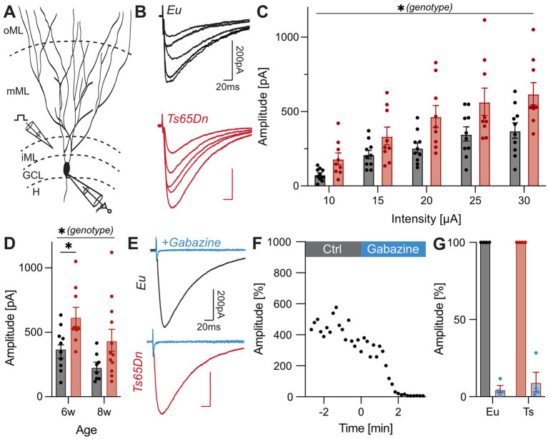 Diagram and graphs illustrating neurological data related to Eu and Ts65Dn genotypes. A shows a schematic of neuronal layers. B displays current traces for each genotype. C and D present amplitude data against intensity and age, respectively. E shows traces with Gabazine treatment. F illustrates amplitude changes over time. G compares amplitude percentages. Significant differences are marked by asterisks.