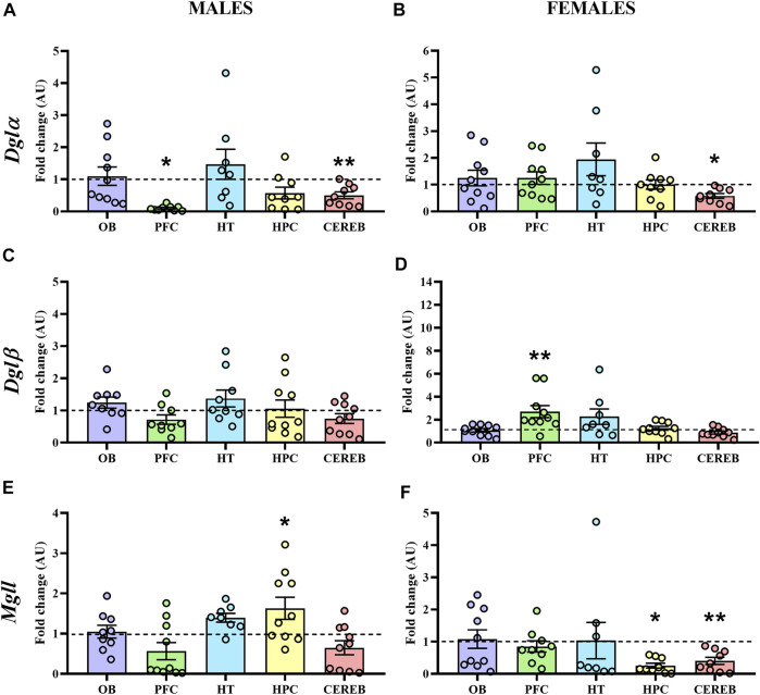 Gene expression of the enzymes involved in the 2-AG signaling in WT (male n = 10; female n = 10) and APP/PS1 (male n = 10; female n = 10) mice at 3 months of age. RT-qPCR assay was performed to analyze the expression of Dglα, Dglβ and Mgll in (A,C,E) males and (B,D,F) females, respectively. The X axis shows the five brain-regions analyzed: olfactory bulb (OB), prefrontal cortex (PFC), hypothalamus (HT), hippocampus (HPC), and cerebellum (CEREB). The Y axis shows the mRNA expression as a fold change comparing male and female APP/PS1 mice with its corresponding WT (represented as a dashed line). Values are presented as the mean ± SEM. *p < 0.05, **p < 0.01, vs. WT group (genotype effect); (Mann–Whitney test).