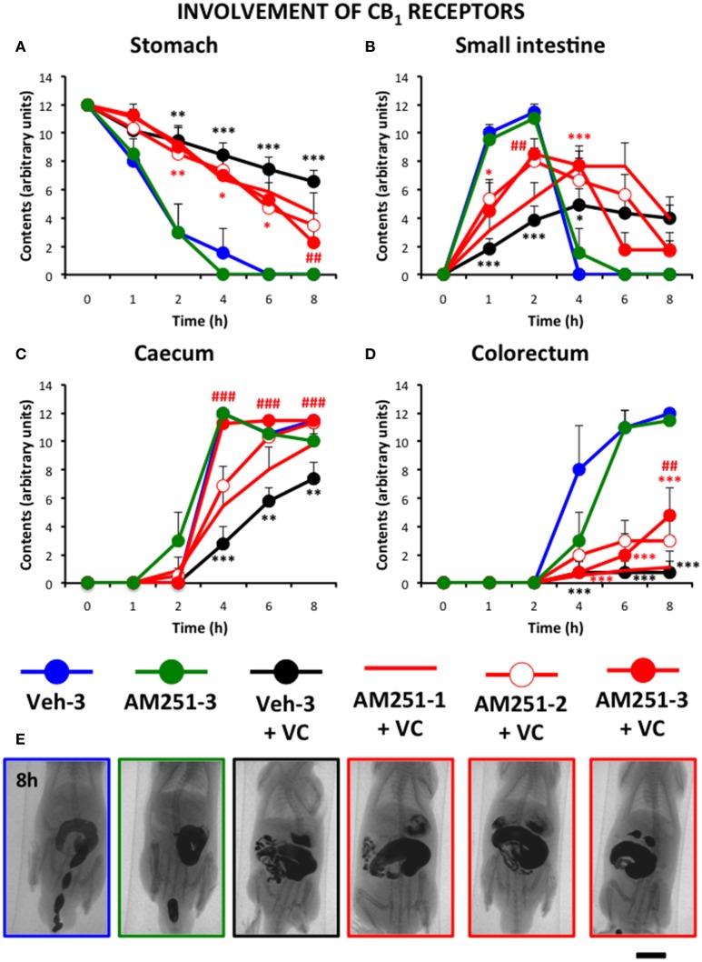 Effect of the CB1 antagonist AM251 on the alterations induced by vincristine on gastrointestinal motor function in the rat. Gastrointestinal motor function was evaluated by radiological methods (see text) in (A) stomach (gastric emptying); (B) small intestine; (C) caecum and (D) colorectum. Rats received two intraperitoneal injections (i.p.). One was saline (1–2 ml/kg) or vincristine at 0.5 mg/kg (VC). The other one was the cannabinoid vehicle given three times (Veh-3) or AM251 given once (20 min before saline or vincristine: AM251-1), twice (before and 24 h after saline or vincristine: AM251-2), or thrice (before, 12 and 24 h after saline or vincristine: AM251-3). Barium sulfate (2.5 ml, 2 g/ml) was intragastrically administered 24 h after saline or vincristine administration and X-rays were taken 0–8 h after. Data represent mean ± SEM. *p < 0.05, ** p < 0.01, ***p < 0.001 vs. Veh-3; ##p < 0.01; ###p < 0.001 vs. Veh 3 + VC (two-way ANOVA followed by post-hoc Bonferroni multiple comparison test). n = 4–8 animals each group. (E) Representative images of the different treatments 8 h after contrast. Scale bar: 23 mm.