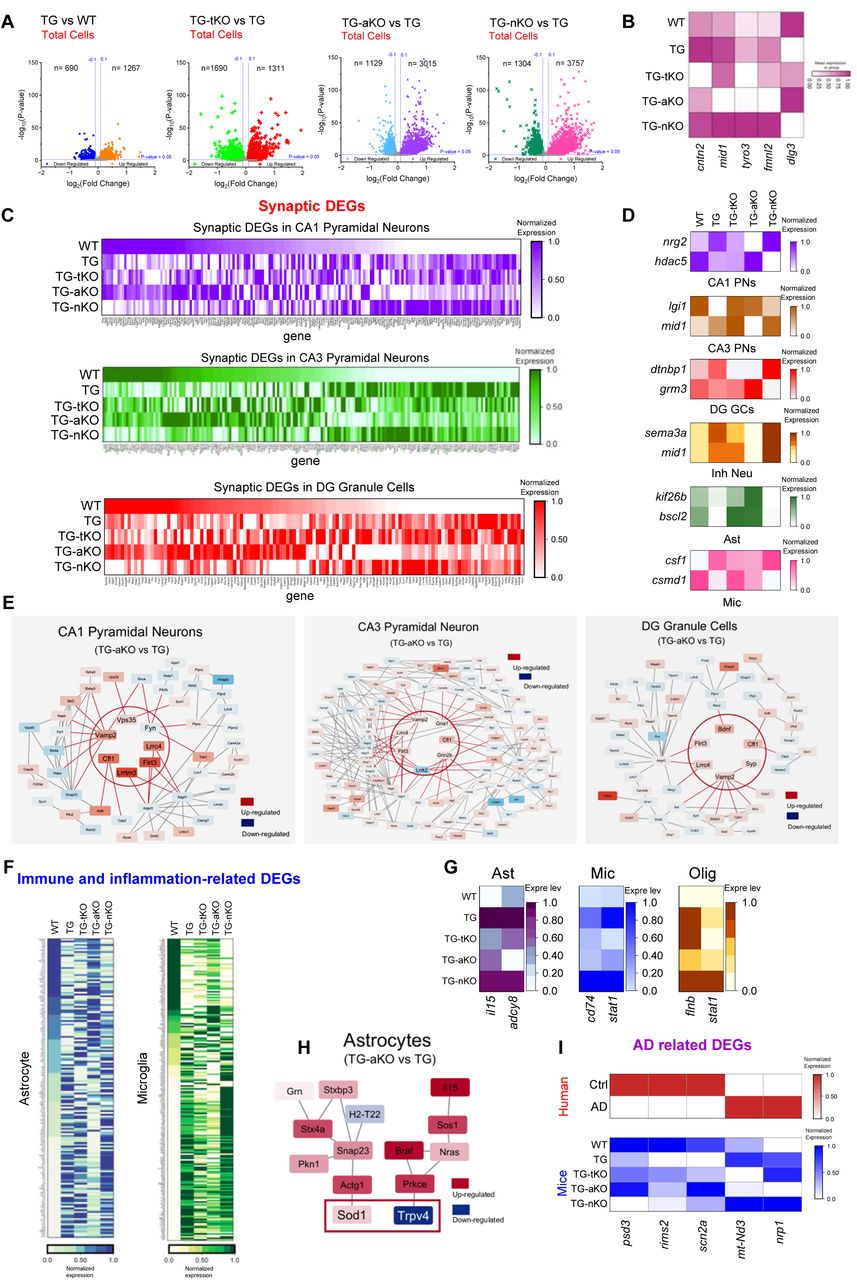 Transcriptomics analysis of synapse- and immune/inflammation-related differentially expressed genes (DEGs) in 5xFAD cohorts with mgll deletion. (A) Volcano plots displaying DEGs of total cells from each group. (B) Heatmap showing the top dysregulated genes implicated in AD and synaptic function. (C) Heatmaps illustrating synaptic DEGs in CA1 pyramidal neurons (PNs), CA3 PNs, and dentate gyrus granule cells (DG GCs) across groups. (D) Heatmaps showing the expression levels of representative synaptic DEGs in individual CA1 PNs, CA3 PNs, DG GCs, inhibitory neurons (Inh Neu), astrocytes (Ast), and microglia (Mic) across different transgenic mice. (E) Gene network analyses of synaptic DEGs in CA1 PNs, CA3 PNs, and DG GCs revealing potential central regulators of synaptic DEGs in TG-aKO mice. (F) Heatmaps showing expression levels of representative synaptic DEGs in Mic and Ast from different transgenic mice. (G) Heatmaps illustrating expression levels of immune/inflammation-related DEGs in Ast, Mic, and oligodendrocytes (Olig) from different groups. (H) Gene network analysis revels sod1 and trpv4 as key regulators of immune/inflammation-related in astrocytes of TG-aKO mice. (I) Astrocytic MAGL inactivation reverses multiple AD-related DEGs in CA1 PNs associated with synaptic function and AD pathology that are altered in AD patients and TG mice.