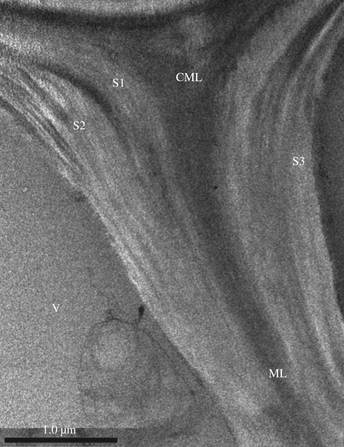 TEM micrographs of cross-section cell wall structure. V, vessel; S1, outer secondary wall of vessel; S2, middle secondary wall of vessel; S3, inner secondary wall of vessel; ML, middle lamella; CML, compound middle lamella.
