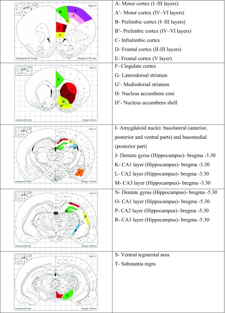 The obtain regions used for quantitative analysis, chosen according to The Rat Brain Atlas (Paxinos and Watson 1998). The color outlines show the brain areas in which optical densities were quantified