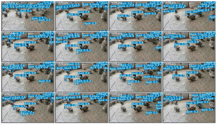 The effect of scheme three. The locations, masking conditions, and individual behaviors of the ducks vary in each extracted frame. The single-head dataset of the ducks improves duck detection success and sex-estimation accuracy.