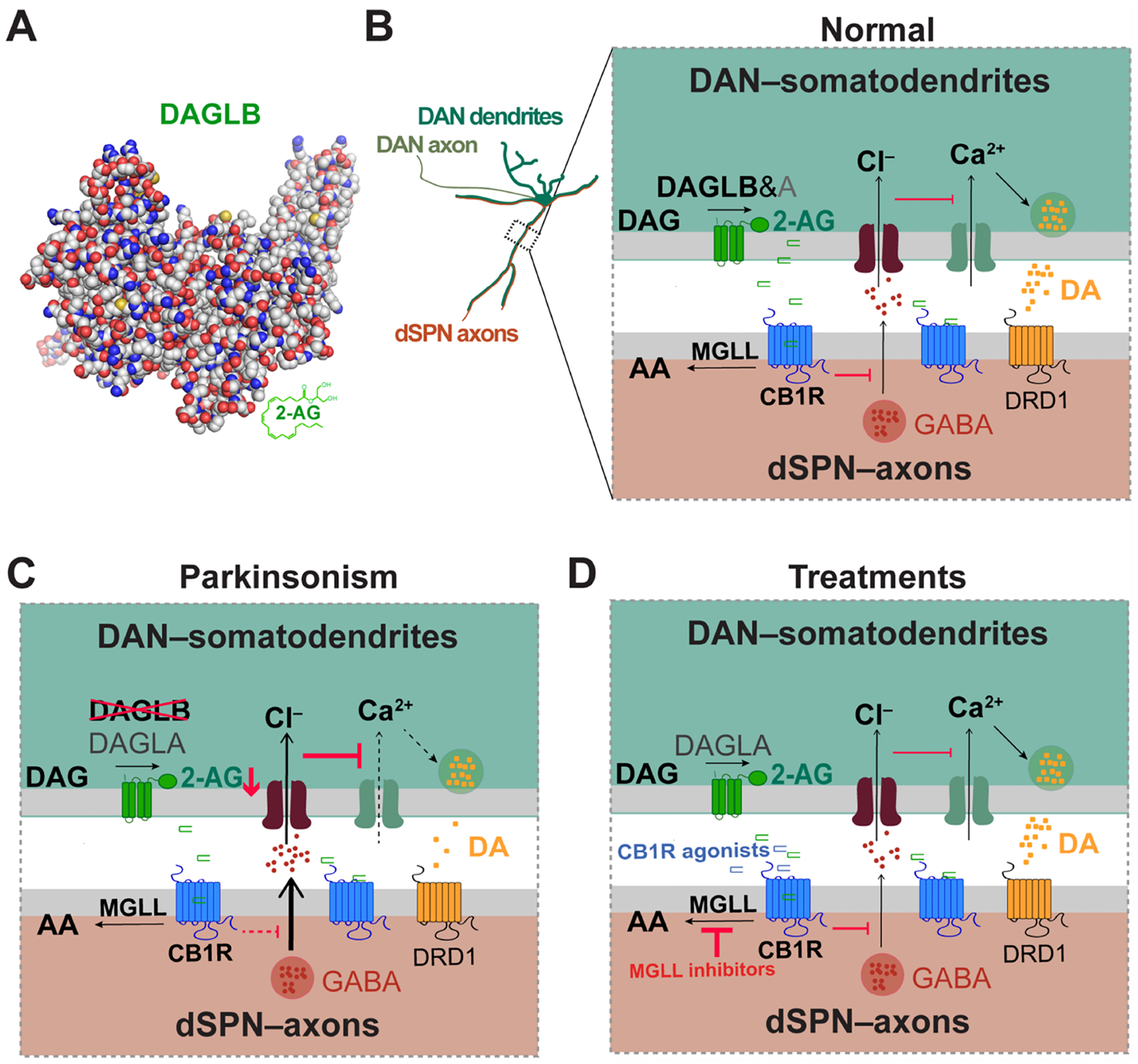 DAGLB and eCB signaling in DANs. (A) The cartoon illustrates the 3D protein structure of DAGLB predicted by AlphaFold; (B) DAGLB is suggested to be the main synthase of the eCB 2-AG in DANs[27]. The 2-AG produced in the postsynaptic DANs by DAGLB and DAGLA are released into the synaptic cleft upon neuronal activation. They then retrogradely bind to CB1R in the presynaptic sites of DRD1-expressing dSPNs, leading to the suppression of neurotransmitter GABA release. GABA suppresses the activity of DANs and DA release. MGLL, associated with the presynaptic sites, mediates the degradation of 2-AG into AA and glycerol, thereby terminating the 2-AG-mediated presynaptic inhibition; (C) The loss-of-function variants in the DAGLB gene have been associated with early-onset recessive Parkinsonism, resulting in a reduction of 2-AG production from DANs, increased inhibitory inputs from dSPNs, and reduced dopamine release; (D) Augmentation of 2-AG levels in nigral regions, either through the supplementation of CB1R agonists or the inhibition of MGLL hydrolysis activity, could restore local 2-AG levels and dopamine transmission, offering a potential treatment avenue for the disease. DAGLB: Diacylglycerol lipase β; eCB: endocannabinoid; DANs: nigrostriatal dopaminergic neurons; 2-AG: 2-arachidonoyl-glycerol; DAGLA: diacylglycerol lipase α; CB1R: cannabinoid receptor 1; DRD1: dopamine receptor D1; dSPNs: direct pathway spiny projection neurons; GABA: gamma-aminobutyric acid; DA: dopamine; MGLL: monoacylglycerol lipase; AA: arachidonic acid.