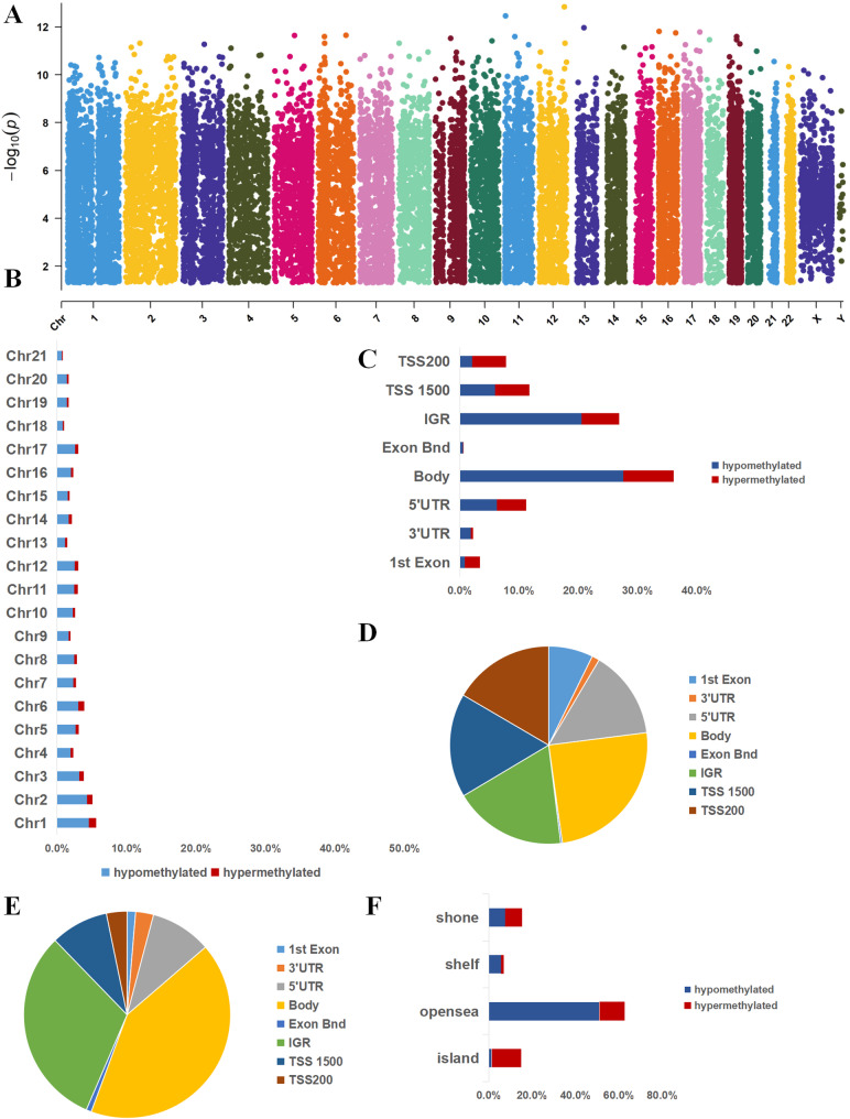 Distribution of methylation sites in the chromosomes and functional analysis of DMPs. A Distribution of 24,230 DMPs across chromosomes, with hypermethylation in red and hypomethylation in blue. B Distribution of DMPs along the chromosome, showing the percentage of hypermethylated (red) and hypomethylated (blue) sites. C The distribution percentages of the 24,230 DMPs across different gene regions,including gene body,TSS1500, TSS200, 3’UTR, 5’UTR, 1 st Exon and intergenic regions (IGR). Red bars represent hypermethylated DMPs, whereas blue bars represent hypomethylated DMPs. D The distribution of hypermethylation sites. E The distribution of hypomethylation sites. F The distribution percentages of the 439 DMPs in different CpG island regions,including Shore, Shelf, CpG island and Open Sea