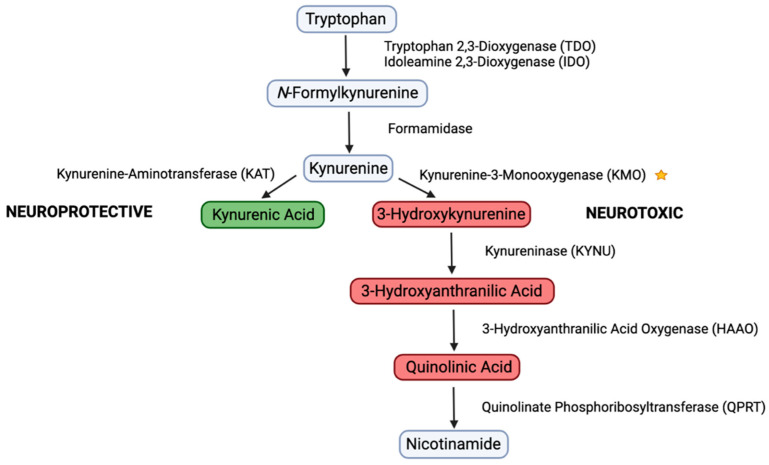 Schematic representation of the kynurenine pathway (KP) consisting of neuroprotective and neurotoxic branches. The downstream neurotoxic products are a target for inhibitors which aim to shift the pathway towards neuroprotective products. The star symbol indicates the enzyme under the current study.