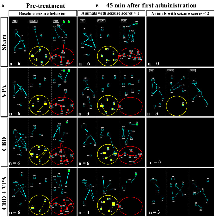Treatment effects of VPA and CBD on the audiogenic seizure behaviors of the GASH/Sal within 45 min after the first intraperitoneal administration. (A) Flowcharts show the sequences of behaviors in GASH/Sal animals in baseline conditions before starting the treatment. Notice that all GASH/Sal animals exhibited a complete audiogenic seizure, including the behavioral manifestations of the wild-running phase with turns to the left (GL) and right (GR), running (RU), jumps (JP), and atonic falls (AF) (depicted together with the yellow circle), as well as the behaviors associated with tonic–clonic convulsions (TCV, CCV1, CCV2, and CCVg), followed by a behavioral cluster of generalized clonic seizures with hyperextensions (HP1 and HP2) (depicted together with the red circle) and ended with postictal immobility (PIM) and breathing difficulties [dyspnea (DYS) and tachypnea (TCP)]. (B) Flowchart shows the sequences of behaviors in GASH/Sal animals treated with vehicle (sham), VPA, and CBD and with a combination of CBD and VPA, 45 min after the first intraperitoneal administration. Notice that behaviors associated with tonic–clonic convulsions (red circles) were blocked with VPA—or the combined CBD+VPA treatments, whereas animals treated with vehicle or single CBD administration remained similar to baseline conditions, although the elimination of the generalized clonic convulsions (CCVg) in the single CBD administration was noticeable. Furthermore, half of the GASH/Sal animals that followed VPA treatment or the combined CBD+VPA treatments showed seizures scores <2 with almost total absence of seizure behaviors or complete blockage of seizure activity. Each flowchart showed the compendium of behaviors in all the animals belonging to each experimental group. The seizure behaviors were analyzed in three time windows (presound, during sound, and postsound). See Figure 2 for detailed interpretation of the flowchart.
