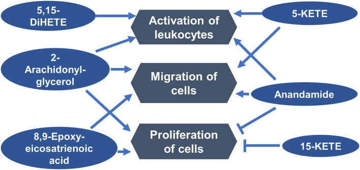 Luteal metabolomics and pathway analysis during the estrous cycle. A functional network showing top functions in which differentially abundant lipids from the estrous cycle may be involved.