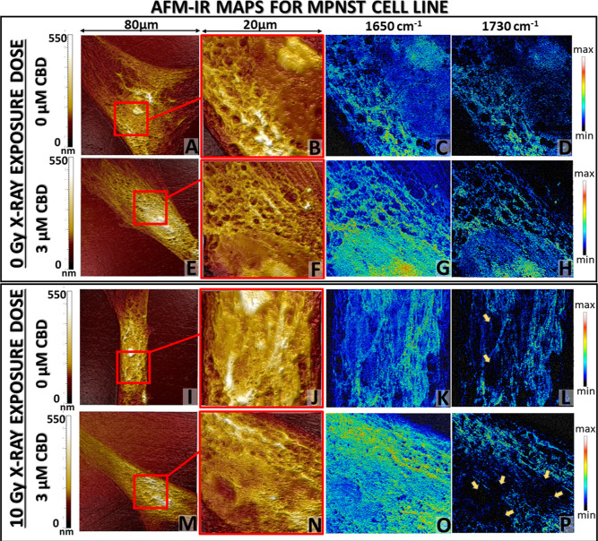 AFM topography of the whole MPNST cell (A,E,I,M) and selected area (red box: B,F,J,N) for nanoscale chemical mapping at 1650 cm–1 (C,G,K,O) and 1730 cm–1 (D,H,L,P) bands (scale bar: min 0 mV to max 200 mV). Collected images were selected for 3 μM CBD concentration in reference to the untreated cells without (top) or with 10 Gy X-ray dose application (bottom).