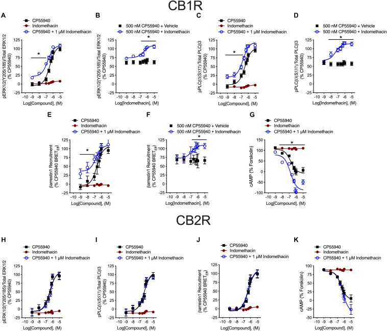 hCB1R and hCB2R signaling in the presence of indomethacin. (A–D) HEK293A cells expressing hCB1R-GFP2 were treated with 1 nM–10 μM CP55940 ± 1 μM indomethacin (A,C) or 1 nM–10 μM indomethacin ±500 nM CP55940 (B,D) for 10 min and ERK1/2 (A,B) or PLCβ3 (C,D) phosphorylation was measured. (E,F) HEK293A cells expressing hCB1R-GFP2 and βarrestin1-Rluc were treated with 1 nM–10 μM CP55940 ± 1 μM indomethacin (E) or 1 nM–10 μM indomethacin ±500 nM CP55940 (F) for 30 min and BRET2 was measured. (G) HEK-CRE cells expressing hCB1R-GFP2 were treated with 10 μM forskolin, 1 nM–10 μM CP55940 ± 1 μM indomethacin for 1 h. ∗P < 0.01 compared to CP55940 alone within dose as determined via one-way ANOVA followed by Tukey’s post hoc analysis. Data are mean ± SEM. N = 4. (H,I) HEK293A cells expressing hCB2R-GFP2 were treated with 1 nM–10 μM CP55940 ± 1 μM indomethacin for 10 min and ERK1/2 (H) or PLCβ3 (I) phosphorylation was measured. (J) HEK293A cells expressing hCB2R-GFP2 and βarrestin1-Rluc were treated with 1 nM–10 μM CP55940 ± 1 μM indomethacin for 30 min and BRET2 was measured. (K) HEK-CRE cells expressing hCB2R-GFP2 were treated with 10 μM forskolin, 1 nM–10 μM CP55940 ± 1 μM indomethacin for 1 h. Data are mean ± SEM. N = 4.
