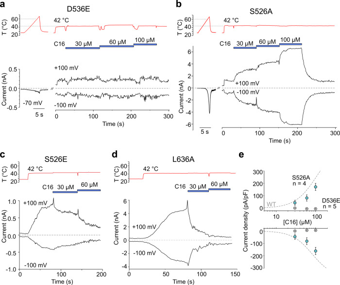 Functional validation of the C16 binding site.Representative whole-cell currents of D536, S526 and L636 rat TRPV2 mutants expressed in HEK293T cells elicited by heat applied in control extracellular solution and then by C16 applied sequentially at concentrations of 30, 60 and 100 µM (marked by horizontal blue bars) at 42 °C. a C16 did not evoke outward and inward currents in the D536E mutant. b The mutant S526A retains the sensitivity to C16. c, d As shown by representative traces for S526E (n = 8 independent experiments) and L636A (n = 7 independent experiments) mutants, C16 inhibited the currents caused by a rise in the temperature from 25 to 42 °C. e Concentration-response relationships for C16 activation of the D536E and S526A mutants. Data are shown as means ± SEM from five (D536E) and four (S526A) independent experiments. Source data are provided as a Source Data file.