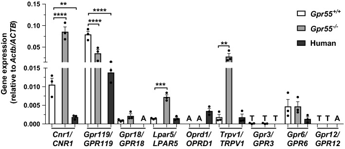 Quantitative RT-PCR of Cnr1/CNR1, Gpr119/GPR119, Gpr18/GPR18, Lpar5/LPAR5, Oprd1/OPRD1, Trpv1/TRPV1, Gpr3/GPR3, Gpr6/GPR6, and Gpr12/GPR12 mRNA expression in Gpr55+/+ and Gpr55−/− mouse and human islets relative to Actb/ACTB mRNA. **P < 0.01; ***P < 0.001; ****P < 0.0001. Data are expressed as mean + SEM of three non-pooled Gpr55+/+ and Gpr55−/− mouse islet preparations (350 islets per mouse) and three non-pooled non-diabetic human islet preparations (1000 islets per preparation) and they were analysed by one-way ANOVA. A: mRNA absent (i.e., not detected), T: trace mRNA expression