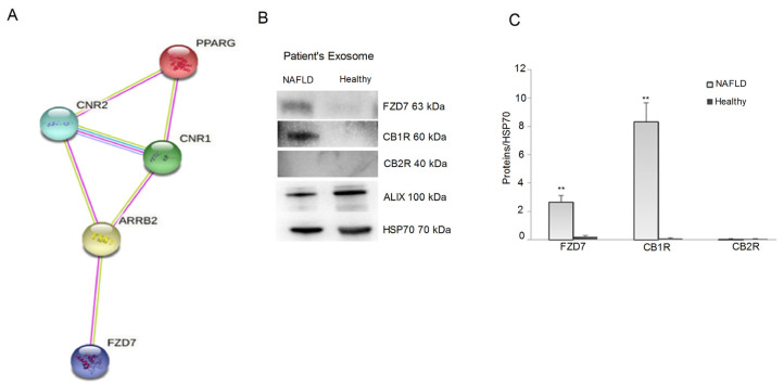 (Panel A), predictive analysis of the interactions between FZD7, CB1R, CB2R, and PPAR-γ genes performed by STRING database. (Panel B), representative blots of FZD7, CB1R, and CB2R proteins evaluated in the exosomes derived by NAFLD patients and healthy subjects. (Panel C), protein levels of FZD7, CB1R, and CB2R in the exosomes derived by NAFLD patients and healthy subjects. All data represent the results of three different experiments (mean ± SD). p-value was determined by one-way ANOVA. ** p < 0.001.