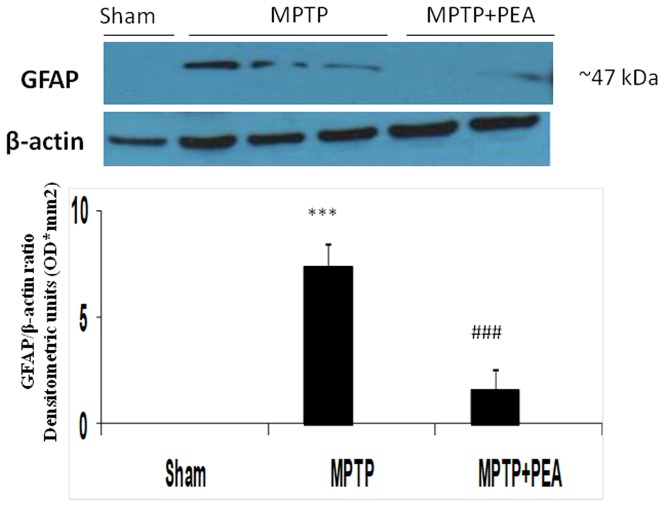 Effect of PEA on GFAP expression, a marker of the activation of astrocytes.Western blot analysis showed a significant expression of GFAP in SN. PEA treatment significantly reduced the activation of astrocytes after MPTP injection. The relative expression of the protein band (∼50 kDa) was standardized for densitometric analysis to β-actin levels, and reported in panel a1 are expressed as mean ± s.e.m. from n = 5/6 brains for each group. ***P<0.001 versus sham, ### P<0.001 versus MPTP+vehicle.