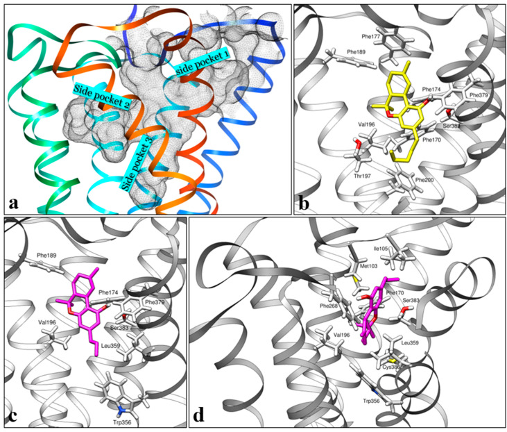 (a) Binding pocket analysis of CB1 receptor (agonist state, 5XRA) with side pocket numbering. (b) Binding poses of ∆9-THC and (c) ∆9-THCV inside the orthosteric ligand binding site of the CB1 receptor in the agonist state (5XRA). (d) Binding poses of ∆9-THCV inside the orthosteric ligand binding site of the CB1 receptor in the antagonist state (5TGZ). Some parts of the helices were removed for clarity.