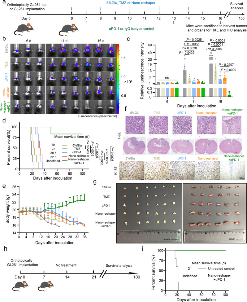 Nano-reshaper sensitized GBM to αPD-1 therapy and protected survivors against GBM rechallenge.a A scheme to illustrate construction of intracranial GL261-luc or GL261 GBM and administration schedule of various formulations. b Representative in vivo bioluminescent images of mice bearing intracranial GL261-luc GBM-receiving various treatments on days 6, 11, and 16 post tumor inoculation. c Tumor burden quantification 6, 11, and 16 days after tumor inoculation (n = 6 mice). d Kaplan–Meier survival curve of intracranial GL261 GBM-bearing mice receiving various treatments (n = 6 mice). e Changes in the body weight of mice bearing intracranial GL261 GBM during the therapeutic period (n = 6 mice). f H&E and Ki-67 staining of the intracranial GL261 GBM sections on day 16 post tumor inoculation. The experiments were repeated three times independently. g Images of the dissected thymuses (left side) and spleens (right side) after treatment with various formulations. h Schedule and timeline of the long-term survivors for re-challenging survival study. No additional treatment was provided after the tumor implantation. i Kaplan–Meier survival curve indicates all re-challenged survivors achieved a second long-term survival benefit without any therapeutic interventions (n = 5 mice). Data were shown as mean ± SD. Error bars represent SD. Significant differences were evaluated in c using one-way ANOVA with Tukey multiple comparisons post-test, in d and i using Kaplan–Meier analysis with log-rank test. Ns, not significant. Source data are provided as a Source Data file.