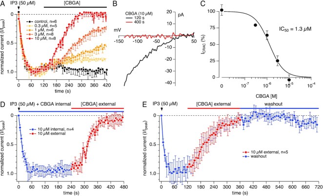 Concentration-dependent inhibition of CRAC current by CBGA. (A) Time course of CRAC currents recorded in Jurkat T cell in whole-cell patch-clamp experiments. 50 µm IP3 in the recording pipette was utilized to elicit the active calcium depletion from the ER. The resulting CRAC currents were allowed to reach maximal activation prior to extracellular application of CBGA at various concentrations. Current amplitudes were measured at −120 mV for each voltage ramp and were normalized to the control at 120 s. n represents the number of cells patched for each condition. (B) Representative current versus voltage (I/V) relationship of ICRAC. Single current traces taken from a control cell before (black trace) and after (red trace) exposure to 10 µm CBGA. (C) Concentration–response curve of CBGA for ICRAC. Data points for the curve were obtained from the normalized currents in panel A at 400 s. (D) Time course of IP3-induced CRAC currents recorded in Jurkat T cell in whole-cell patch-clamp experiments. To investigate the effect of CBGA intracellularly, 10 µm CBGA was added in the recording pipette containing IP3. The resulting CRAC currents were allowed to be exposed to internal CBGA for 240 s prior to extracellular application of 10 µm CBGA (n = 4). (E) Time course of IP3-induced CRAC currents. The resulting CRAC currents were allowed to reach maximal activation prior to extracellular application of 10 µm CBGA. After reaching full inhibition, CBGA was then washed out with external application of the bath solution (n = 5).