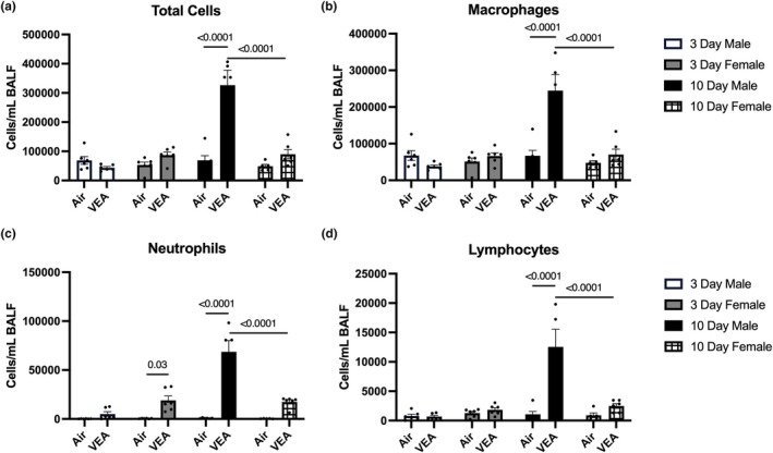 Following 3‐day and 10‐day exposures to VEA or to filtered air, bronchoalveolar lavage fluid (BALF) was collected and pelleted for analysis of (a) total cells, (b) macrophages, (c) neutrophils, and (d) lymphocytes. 10‐day VEA‐exposed males exhibited a significant increase in total cells, macrophages, and neutrophils when compared to the respective controls. Despite no statistical significance following the 3‐day VEA exposure in males or female mice when compared to control groups, 10‐day VEA‐exposed males were found to have significantly greater quantities of total cells, macrophages, neutrophils, and lymphocytes when compared to the 10‐day and 3‐day VEA‐exposed females. Column height represents mean cells/mL BALF ± standard error (SE). N = 6/treatment group. BALF, bronchoalveolar lavage fluid; VEA, vitamin E acetate.