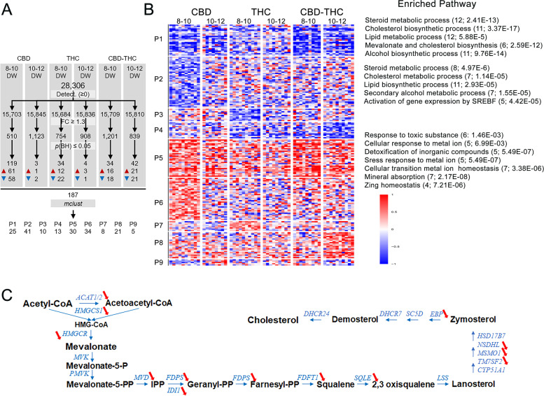 Effect of CBD and THC alone or in mixture on the transcriptome of human fetal testis. (A) Analysis of differentially expressed genes (DEG) in 8–10 and 10–12 DW embryonic testis after 72 h exposure to CBD, THC, or CBD/THC at 10−5 M, compared to controls. n = 10 for each condition. Data statistical analysis shows 187 DEGs in total, either upregulated (red triangle) or downregulated (blue triangle). These DEGs are distributed in 9 patterns (P) of expression, from P1 to P9. (B) Heatmap representation of transcriptional changes in 8–10 and 10–12 DW embryonic human testis after 72 h exposure to CBD, THC, or CBD/THC at 10−5 M, compared to controls. Heatmap represents the 9 patterns of gene either depleted (down regulated in blue) or enriched (up regulated in red). Genes belonging to enriched pathway are found in P1, P2, and P5 indicated on the right column of the panel. The number of genes belonging to the pathways and p-value for each pathway is indicated in bracket. (C) Schematic representation of the cholesterol biosynthesis pathway, with genes encoding enzymes indicated in blue. Red arrows indicate the significant decrease of gene expression in 8–10 or 10–12 DW embryonic testis after CBD and/or THC treatment compared to control condition. All of them are deregulated after CBD treatment of 10–12 DW testis