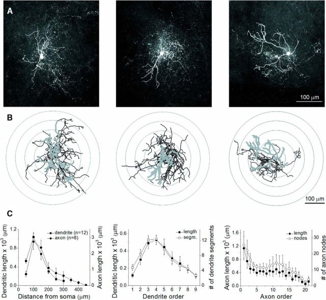 Morphological properties of VIP+ INs. A, Maximum projection intensity images of the three biocytin-filled VIP+ INs, whose firing properties are shown in Figure 5. B, Neurolucida reconstructions of the three INs (dendrites, gray; axon, black). Concentric circles drawn on the reconstructions illustrate the radii used for Sholl analysis. C, Morphological features of dendritic and axonal arbors obtained by analysis of 12 and 8 VIP+ INs, respectively. Each data point represents a mean and SEM.