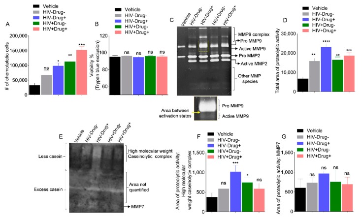 Monocyte chemotaxis and secretion of matrix-modifying enzymes are potentiated by SE from HIV-infected and HIV-uninfected participants with co-occurring psychostimulant use: 500,000 U937 cells were treated with vehicle PBS or 100 µg/mL SE from the 4 clinical groups in serum-free media for 24 h before addition to the apical side of a chemotaxis chamber, containing 0% FBS (serum-free), 30% exosome-depleted FBS, or conditioned media from HIV-1 LAV-infected HeLa CD4+ cells (HIV secretome). The chambers were incubated for 20 h at 37 °C in a 5% CO2 incubator. The basal chamber cells were harvested and quantified by Trypan Blue hemocytometer counting. (A) Monocytes treated with the different SE were assessed for chemotaxis toward clarified supernatants collected from HIV-infected cells (HIV secretome), and the numbers of monocytes that migrated into HIV secretome in the basal compartment of the migration chamber are shown. (B) Viability of unmigrated cells in the apical chamber at the end of the experiment expressed as % of viable cells. (C) Representative (n = 3) gelatin Zymograph of conditioned media (secretome) from monocytes treated with the various SE prior to loading into migration chambers. The area within the square box is enlarged below to highlight active MMP9. (D) Image J quantification (total densitometry) of total gelatinolytic activity of each zymogram lane presented as the total area of proteolytic activity. Data represent the mean of triplicate experiments, and error bars are standard error of the mean. (E) Representative (n = 3) β-casein zymography of the same conditioned media used in gelatin zymography. Image J quantification (densitometry measurement) of Figure 7F’s (F) high molecular weight caseinolytic complex and (G) MMP7 activities of each zymogram lane presented as area of proteolytic activity. Experiments were repeated three times with similar trends. Ordinary one-way ANOVA (Dunnett’s correction) test was used to determine the significance of different SE treatments relative to vehicle. * p < 0.05, ** p < 0.01, *** p < 0.005, **** p < 0.001, and ns, nonsignificant.