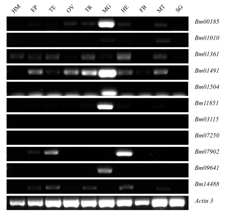 The expression levels of the 11 identified peritrophins in various tissues at 3rd day of the fifth instar larvae. Bm03115, Bm07250, Bm07902, and Bm14488 were not detected in the midgut. Bm01010, Bm01361 showed very low expression in the midgut. Bm11851, Bm09641, Bm01504, Bm00185, and Bm01491 were highly or specifically expressed in the midgut. Actin 3 served as an internal control. EP, Epidermis; FB, Fat body; HE, Head; HM, Hemolymph; MG, Midgut; MT, Malpighian tubule; OV, Ovary, SG, Silk gland; TE, Testis; TR, Trachea.