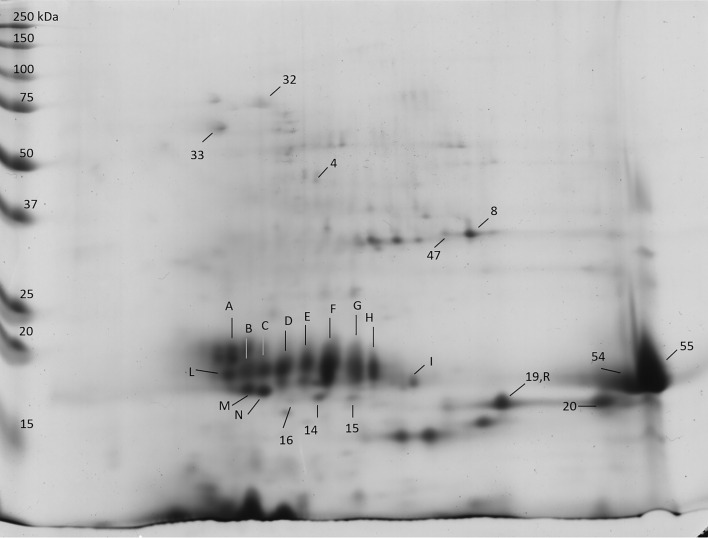 2D gel of the albumin fraction from samples of Finola grown in Viganella: the spots identified by MS analysis are indicated by numbers and letters.