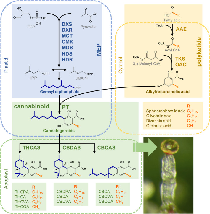 Schematic diagram of cannabinoid biosynthesis including polyketide and isoprenoid precursor pathways. Precursor pathways are merged by a plastid‐localized aromatic prenyltransferase, with alkylresorcinolic acids and geranyl diphosphate intermediates forming cannabigeroids with a linear isoprenyl residue (Gülck & Møller, 2020). Cannabinoid synthesis concludes in the apoplastic storage cavity of glandular trichomes. Here, cannabigeroids are converted to tri‐ and di‐cyclic cannabinoids such as ∆9‐tetrahydrocannabinolic acid (THCA) and cannabidiolic acid (CBDA) via stereoselective oxidative cyclisation of the isoprenyl moiety. This occurs enzymatically by the cannabinoid synthases THCAS, CBDAS and CBCAS. The green arrow indicates location of the extracellular storage cavity of a Cannabis stalked glandular trichome; bar, 100 µm. Subcellular locations of cannabinoid and precursor pathway enzymes were predicted with the subcellular location software TargetP‐2.0 (http://www.cbs.dtu.dk/services/TargetP/). AAE, acyl‐activating enzyme; CBCA, cannabichromenic acid; CBCAS, cannabichromenic acid synthase; CBCOA, cannabiorcichromenic acid; CBCVA, cannabichromevarinic acid; CBDA, cannabidiolic acid; CBDAS, cannabidiolic acid synthase; CBDPA, cannabidiphorolic acid; CBDVA, cannabidivarinic acid; CMK, 4‐(cytidine 50‐diphospho)‐2‐C‐methyl‐d‐erythritol kinase; DXR, 1‐deoxy‐D‐xylulose‐5‐phosphate reductoisomerase; DXS, 1‐deoxy‐d‐xylulose 5 phosphate synthase; HDR, 1‐hydroxy‐2‐methyl‐2‐butenyl 4‐diphosphate reductase; HDS, 1‐hydroxy‐2‐methyl‐2‐butenyl 4‐diphosphate synthase; MCT, 2‐C‐methyl‐d‐erythritol 4‐phosphate cytidylyltransferase; MDS, 2‐C‐methyl‐d‐erythritol 2,4‐cyclodiphosphate synthase; MEP, 2‐C‐methyl‐d‐erythritol‐4‐phosphate; OAC, olivetolic acid cyclase; PT, prenyltransferase (e.g. geranylpyrophosphate:olivetolate geranyltransferase (GOT)); THCA, tetrahydrocannabinolic acid; THCAS, tetrahydrocannabinolic acid synthase; THCOA, tetrahydrocannabiorcolic acid; THCPA, tetrahydrocannabipgorolic acid; THCVA, tetrahydrocannabivarinic acid; TKS, tetraketide synthase.