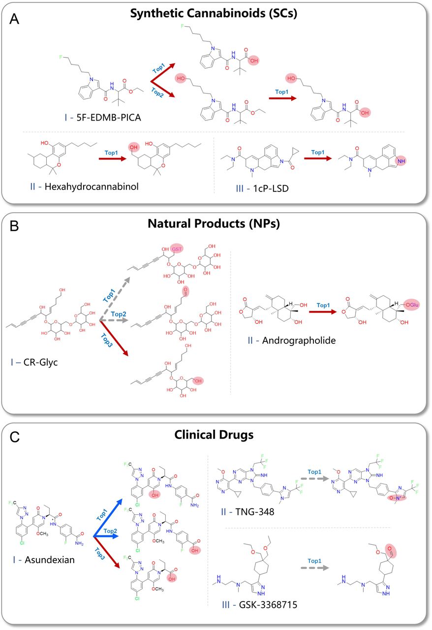Case studies of metabolite prediction for challenging compound classes.Predicted metabolic pathways of (A) Synthetic Cannabinoids (SCs), (B) Natural Products (NPs) and (C) Clinical Drugs. Red and blue solid arrows point to experimentally confirmed major and minor metabolites, respectively, while grey dashed arrows indicate predicted metabolites that have not yet been experimentally validated.