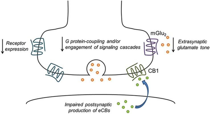 Drug exposure disrupts presynaptic GPCR function. A variety of mechanisms may be involved in drug-induced reductions in presynaptic inhibition of neurotransmitter release. These include reduced receptor expression or surface levels and impaired coupling to G proteins or activation of intracellular signaling cascades. CB1 receptor signaling may also be reduced due to deficits in postsynaptic endocannabinoid (eCB) production. In addition, reduced cystine/glutamate exchange leads to decreased tonic activation of perisynaptic mGlu2/3 in the nucleus accumbens (NAc). Finally, chronic drug exposure could cause long-term depression (LTD) of neurotransmitter release that occludes further synaptic modulation by GPCRs.