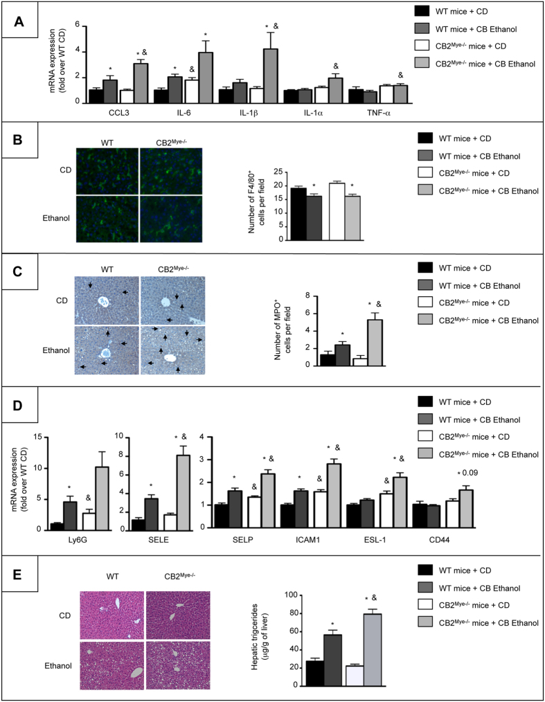 CB2Mye−/− mice show enhanced liver inflammation and alcohol-induced steatosis.(A) Hepatic mRNA expression of CCL3, IL-6, IL-1β, IL-1α and TNF-α in control diet (CD)- and chronic-plus-binge ethanol-fed WT and CB2Mye−/− mice. (B) Representative images (original magnification x400) and quantification of F4/80 staining in CD- and chronic-plus-binge ethanol-fed WT and CB2Mye−/− mice. (C) Representative images (original magnification x200) and quantification of MPO staining in CD- and chronic-plus-binge ethanol-fed WT and CB2Mye−/− mice. Arrows indicate positive cells. (D) Hepatic mRNA expression of Ly6G, SELE, SELP, ICAM1, ESL-1 and CD44 in CD- and chronic-plus-binge ethanol-fed WT and CB2Mye−/− mice. (E) Left, representative hematoxylin-eosin staining of liver tissue sections from CD- and chronic-plus-binge ethanol-fed WT and CB2Mye−/− mice (original magnification x200), and right, hepatic triglycerides content of CD- and chronic-plus-binge ethanol-fed WT and CB2Mye−/− mice. Data are mean ± SEM. *p < 0.05 for CD vs ethanol and & p < 0.05 for WT vs CB2Mye−/− mice.