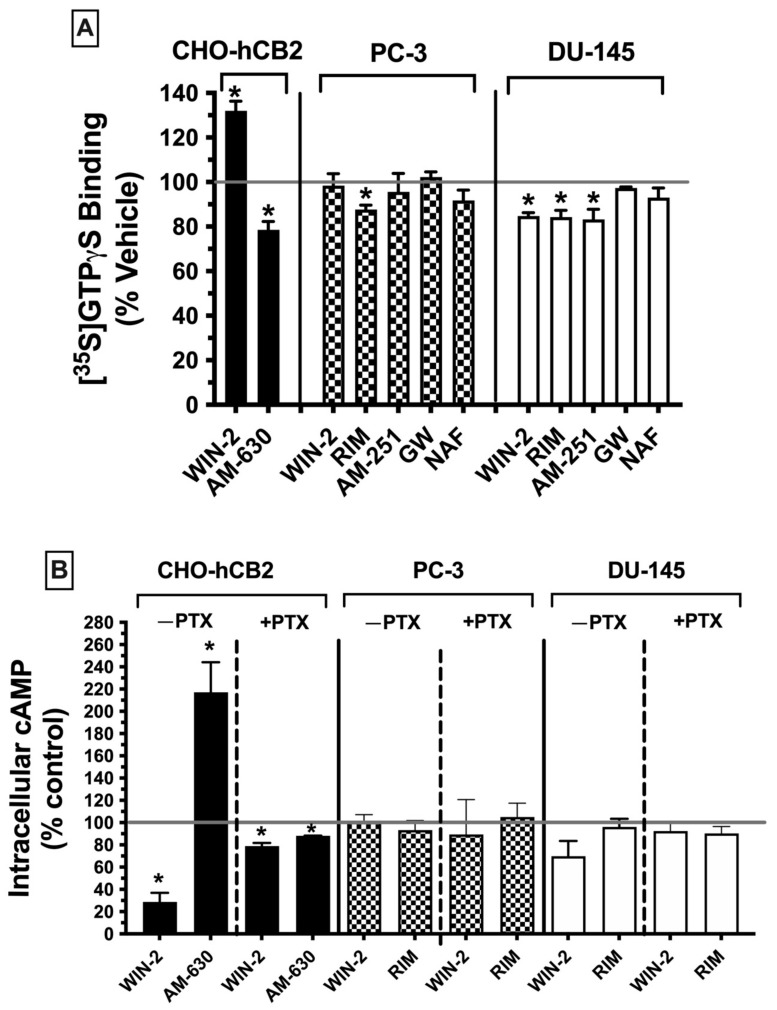 CBRs expressed in prostate cancer cells exhibit distinct signaling properties relative to canonical Gi/Go-coupled CBRs. (A) Regulation of G protein activity by canonical CBRs stably expressed in CHO-hCB2 (left panel), PC-3 (middle panel), and DU-145 (right panel) membranes was assessed. Specifically, changes in [35S]GTPγS binding produced by incubation of respective membranes with a receptor-saturating concentration (10 μM) of different CBR ligands were quantified. (B) Modulation of adenylyl cyclase activity in whole cells by canonical CBRs stably expressed in CHO-hCB2 (left panel), PC-3 (middle panel), and DU-145 (right panel) cells was assessed. Specifically, changes in forskolin-stimulated intracellular [3H]cAMP levels produced by incubation of respective membranes with a receptor-saturating concentration (10 μM) of different CBR ligands were quantified. Bars for both [35S]GTPγS binding and cAMP levels represent the means ± SEM of data collected from a minimum of three experiments and are presented as the percentage of basal activity (100%). Significantly different from basal activity (* p < 0.05, one-sample t-test from 100%).