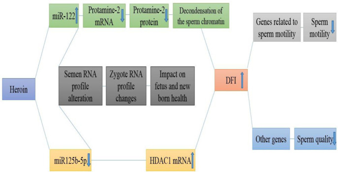 Heroin can impair the sperm's genetic and epigenetic factors related to nuclear condensation and motility, increased DFI percentage, and alter the RNA profile transmitted to the fetus