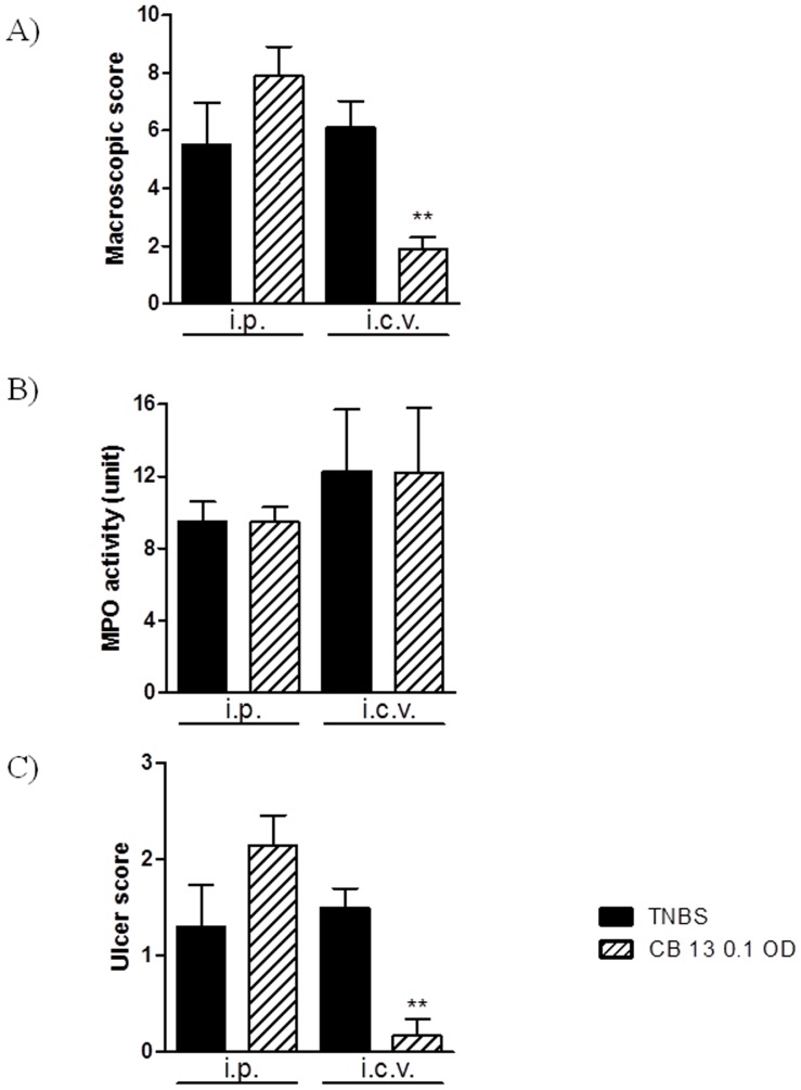Protective effect of CB 13 after central (0.1 µg/animal, i.c.v, OD), but not peripheral (0.1 mg/kg, i.p., OD) administration for 3 days on TNBS-induced colitis in mice.Figure shows data for (A) macroscopic score, (B) MPO activity and (C) ulcer score. **p<0.01, as compared with TNBS-treated mice. Data represent means ± SEM, n = 6–8.