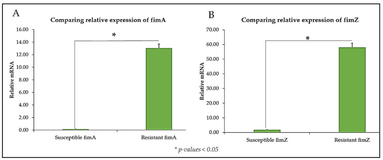 The relative mRNA expression of (A) fimA and (B) fimZ in CBD-susceptible and CBD-resistant S. typhimurium, * p-values < 0.05.