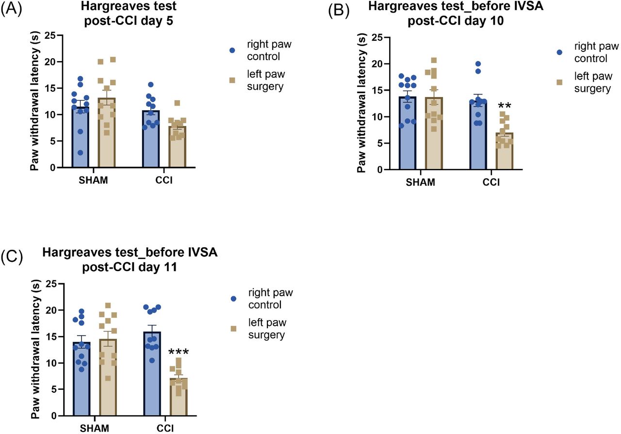 Paw withdrawal latencies are reduced in the Hargreaves test following CCI surgery.Thermal withdrawal latencies were measured in sham control and CCI rats on post-CCI day 5 (A), prior to the fourth (B, post-CCI day 10) and fifth (C, post-CCI day 11) baseline oxycodone self-administration sessions. Asterisks indicate lower paw withdrawal latencies in CCI surgery paw compared with control paw in CCI rats. **, P<0.01; ***, P<0.001. Sham, N=11; CCI N=10. Data are presented as mean ± SEM.