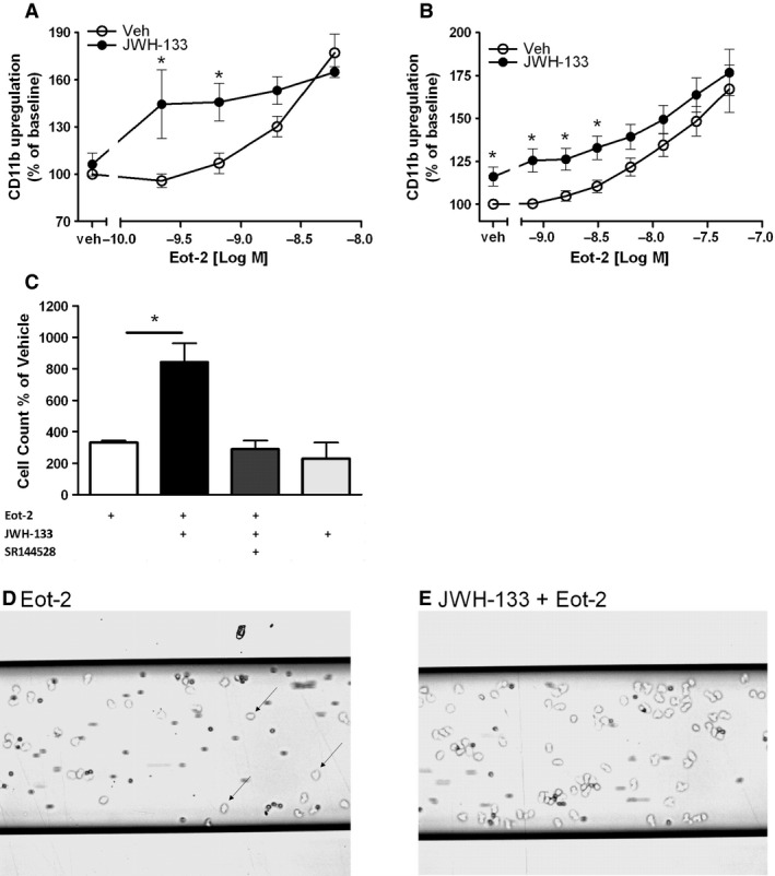 JWH‐133 primes human and mouse eosinophils for an enhanced CD11b expression and adhesion. (A) Human whole blood samples were stained with anti‐CD11b‐PE and anti‐CD16‐PE‐Cy5 Ab and pretreated with JWH‐133 (1 μM) or vehicle and then stimulated with eotaxin‐2/CCL24. (B) bmEos were stained with anti‐mouse CD11b‐PE Ab, pretreated with JWH‐133 (250 nM) or vehicle and stimulated with eotaxin‐2/CCL24. (C, D and E) Eosinophils were pretreated with SR144528 (1 μM) or vehicle, treated with JWH‐133 (250 nM) or vehicle, and stimulated with eotaxin‐2/CCL24 (0.6 nM). ICAM‐1‐coated channels were superfused with human eosinophils, and tightly adherent eosinophils (black arrows) were counted. Data are shown as mean ± SEM, *P < 0.05 n = 4–8.