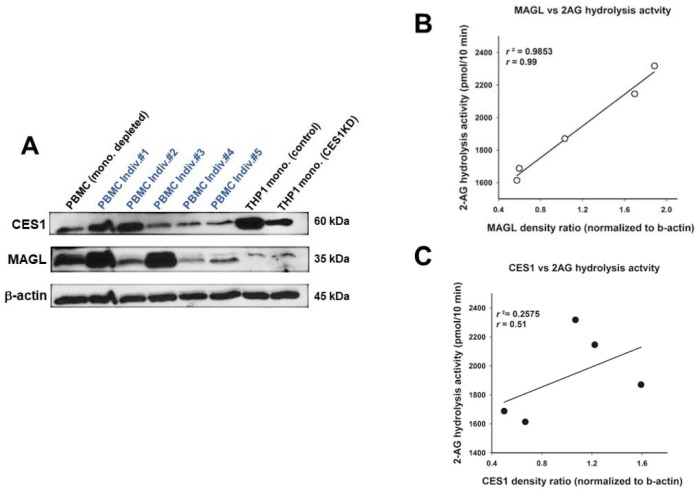 Western blots of CES1 and MAGL in human PBMCs and correlation analysis. (A) Commercially obtained PBMC lysates (25 μg of protein per sample; n = 5 individuals) and a monocyte-depleted PBMC lysate (25 μg of protein per sample; n = 1 individual) were separated by SDS-PAGE and probed with antibodies against CES1, MAGL, and β-actin. β-Actin was used as a loading control. THP-1 monocytic cell lines with high and low levels of CES1 expression (control and CES1 knockdown (KD), respectively; [5]) were used as positive and negative controls. (B) The band density for MAGL in each individual (n = 5) in the Western blot was correlated with its corresponding 2-AG hydrolytic activity. (C) The band density for CES1 in each individual (n = 5) in the Western blot was correlated with its corresponding 2-AG hydrolytic activity (25 µg protein per sample for Western and 2-AG hydrolytic activity). Spearman regression correlations were determined for both enzymes. p = 0.001 for MAGL; p > 0.05 for CES1.