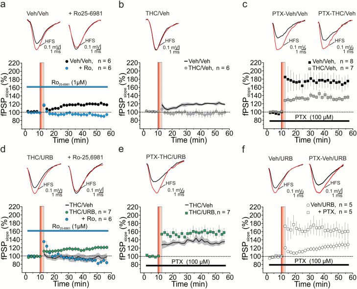 Synaptic plasticity at MMP→DG connections. (A) Consistent with the expression of a newborn neuron-mediated form of LTP in the dentate gyrus (DG) of vehicle-treated (Veh/Veh) rats, high-frequency stimulation (HFS) of the medial perforant path (MPP) triggered a long-lasting potentiation of field post-synaptic potentials (fPSPs), which was abolished by the specific NR2B antagonist Ro26-6981 (1 μM); (RM2W, F1,10=21, P=.001; Veh/Veh vs Veh/Veh + Ro, P<.01). (B, C) Both newborn neuron-LTP (B, RM2W, F1,10=7, P=.02; Veh/Veh vs THC/Veh, P<.05) and LTP obtained in the presence of the GABAA blocker picrotoxin (PTX, 100 μM) (C, RM2W, F1,13=5, P=.04; Veh/Veh vs THC/Veh, P<.05) were impaired in THC-treated rats during adolescence. (D, E) URB597 administration fully rescued both Ro26-6981-sensitive LTP (D) and DGC LTP (E) in THC-treated rats (D, RM2W, F2,16=7, P=.008; THC/Veh vs THC/URB, P<.05; THC/URB vs THC/URB + Ro, P<.01; E, RM2W, F1,12=5, P=.04; THC/Veh vs THC/URB, P<.05). In contrast, URB597 treatment had no effect on these 2 forms of LTP recorded in the DG of Veh/Veh rats (Veh/URB, P<.05; Veh/URB+PTX, P<.05). (A–F) Time courses of normalized fPSP slopes (mean±SEM). Insets, averaged recordings (5 traces) before (black line) and after (red line) the delivery of high-frequency stimulation (HFS) protocol. HFS is indicated by the red vertical bar (B,D,E). Black lines (average fPSP slope) and gray areas (SEM) in B, D, and E show time courses from A, B, and C, respectively, and are reported here for comparison.