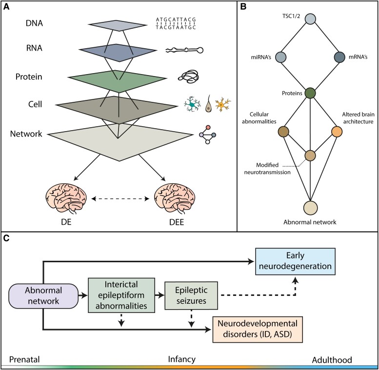 The early development of a disease network in TSC. (A) Schematic illustration of the levels of complexity from DNA to RNA and proteins, to cells, network and phenotype. The black lines show the relationships between levels from genotype (top) to phenotype (bottom) with emergence of developmental encephalopathy (DE) or DEE. (B) The convergent and divergent relationships between genetic defects (TSC1 and TSC2 mutations) and the abnormal network with hidden levels of complexity at the level of the genetic information (protein-coding or non-coding genes) and structural/cellular and functional abnormalities influencing the phenotype. (C) Hypothetical temporal dynamics of disease progression in TSC (early and late epileptogenesis), highlighting the establishment of an mTOR-related epileptogenesis associated with co-occurring NDDs and accelerated (early) neurodegeneration. ID = intellectual disability.