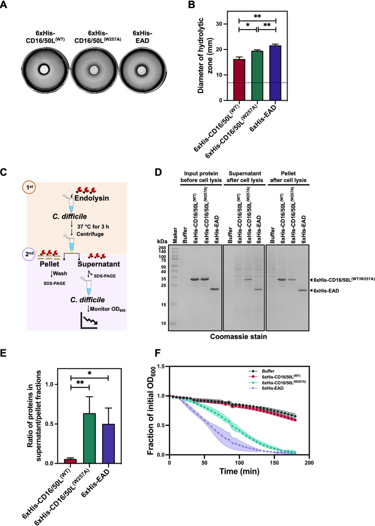 The CBD of CD16/50L anchors the endolysin to bacterial post-lytic remnants and prevents a successive round of cytolysis. (A) The CBD of CD16/50L and its dimerization decrease protein diffusion across a layer of soft agar containing heat-inactivated C. difficile cell debris. A 7-mm diameter hole was created and filled with 100 μM purified CD16/50L protein variants. After incubation at 37°C overnight, diffusion of proteins was assessed by the formation of a lysis halo. One representative experiment from three biological replicates is shown. (B) The diameter of the lytic halo from Fig. 5A was measured and plotted. A dash line indicates the diameter of each hole. Mean ± SD are shown (n = 3) (*P < 0.05, **P < 0.01). (C) A diagram depicting a sequential cytolytic assay. The experiment comprises two steps of bacterial cell lysis. Firstly, exponentially growing cells are harvested and resuspended in buffer containing 5 μM purified CD16/50L variants. The mixtures are then incubated at 37°C in anaerobic conditions for 3 h to let endolysin-mediated cytolysis occur. A soluble and insoluble fraction are separated by centrifugation and analyzed by SDS-PAGE followed by Coomassie blue stain. Subsequently, unanchored proteins of soluble fraction are mixed with fresh growing cells, reduction of OD600 over time is followed and plotted. (D) The CBD of CD16/50L and its dimerization facilitate the anchoring of the enzyme to cell remnants after endolysin-mediated cytolysis. SDS-PAGE analysis of the CD16/50L protein variants fractionated by centrifugation after the first cytolysis (Fig. 5C). Proteins were separated on SDS-PAGE and detected by Coomassie blue stain. (E) Ratio of soluble and insoluble fraction was quantified from Fig. 5D and plotted. Mean ± SD are shown (n = 3) (*P < 0.05, **P < 0.01). (F) Unanchored CD16/50L is able to perform a successive cytolysis of C. difficile cells in vitro. Similar to Fig. 1C, but post-centrifuged supernatants after the first cytolysis were analyzed. Mean ± SD are shown (n = 3).