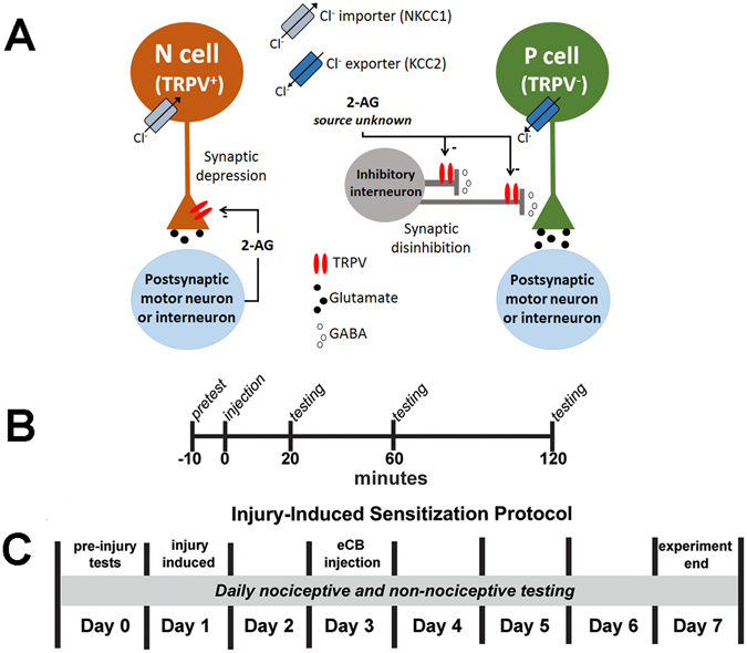 Endocannabinoid-mediated synaptic plasticity in Hirudo synapses and experimental protocols. (A) Endocannabinoids directly depress the nociceptive (N) synapse via a presynaptic TRPV-like receptor that reduces neurotransmitter release31, 34, 35. Endocannabinoids potentiate the non-nociceptive synapse (P) via an indirect mechanism in which endocannabinoids depress inhibitory input from an unknown GABAergic interneuron (this is also TRPV-mediated). In N cells the Cl− gradient is dominated by the Cl− importer (NKCC1) while the P cell gradient is dominated by the Cl− exporter (KCC1)36. As a result of an elevated intracellular Cl− concentration, N cells are depolarized by GABA and consequently “protected” from disinhibition. (B) For tests of endocannabinoid effects in uninjured animals, Hirudo were given a pre-test to assess initial responsiveness to non-nociceptive and nociceptive stimuli 10 minutes prior to injection of either anandamide (100 μM) or 2-AG (75 μM), with or without 25 μM SB366791, subsequent tests of nociceptive and non-nociceptive responses were given 20, 60, and 120 mins post-injection. (C) For tests of endocannabinoid effects in animals that had undergone injury-induced sensitization, Hirudo responses to non-nociceptive and nociceptive stimuli were first assessed on day 0. On day 1, animals received a crush injury and responses to non-nociceptive and nociceptive stimuli were tested daily. On day 3, some animals received injections of 2-AG or anandamide.