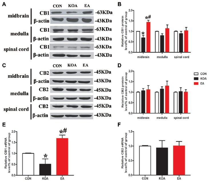 Quantitative analysis of protein and mRNA levels of CB1 and CB2 receptors in the midbrain, medulla and spinal cord tissues. (A,C) Representative gel images show the protein level of CB1 and CB2 receptors in the midbrain, medulla and spinal cord tissues obtained from control (CON), KOA, and KOA treated with 2 Hz + 1 mA EA. β-actin was used as a loading control. The protein band at 63 kDa and 45 kDa corresponds to the CB1 and CB2 receptors, respectively. (B,D) Summary data show the effect of KOA and EA on the protein level of CB1 and CB2 receptors in the midbrain, medulla and spinal cord tissues. (E,F) Effects of KOA and EA on the mRNA level of CB1 and CB2 receptors in the midbrain. Data are expressed as means ± SD (n = 6 mice in each group). *p < 0.05 vs. the control group; #p < 0.05, compared with the KOA group.